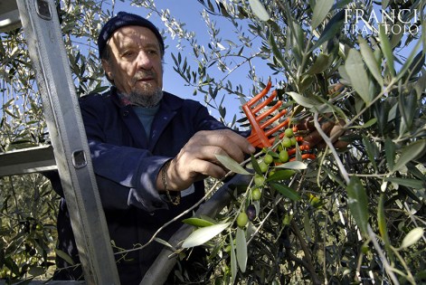 raccolta-olive-franci