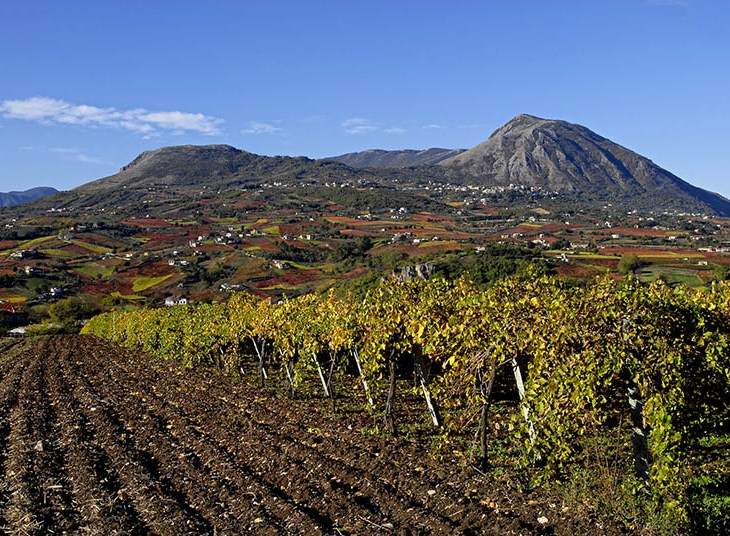 Vigneti nella zona del Sannio