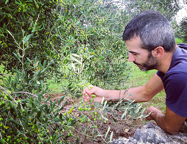 Pietro Intini nel suo uliveto