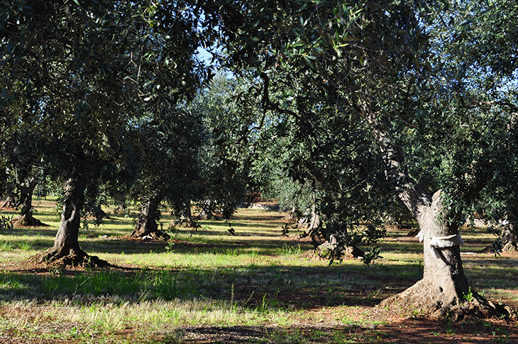Olivi dell’Azienda Intini