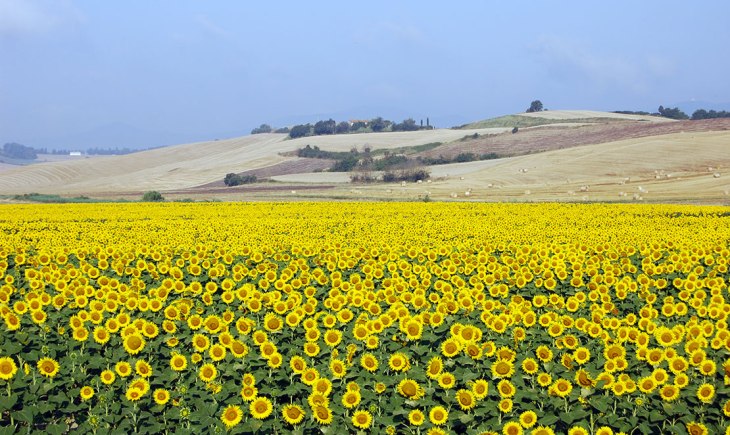 Un campo di girasoli