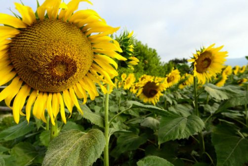 Girasoli 