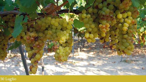 Grappoli di Moscato Reale a fine luglio 