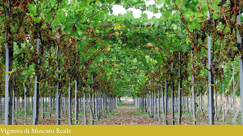 Vigneto di Moscato Reale