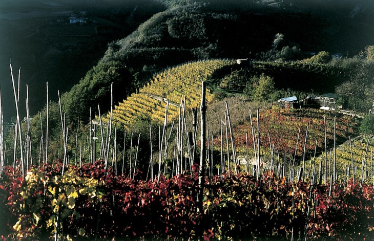 Vigne di Freisa d’autunno
