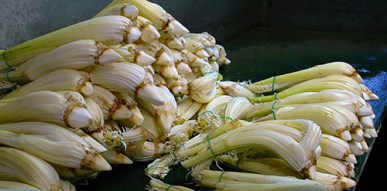 Il cardo dolce di Cervia