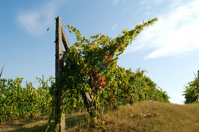 vigneto-trasimeno