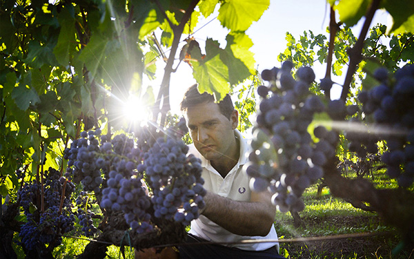 Damiano Ciolli, viticultore Fivi nel Lazio