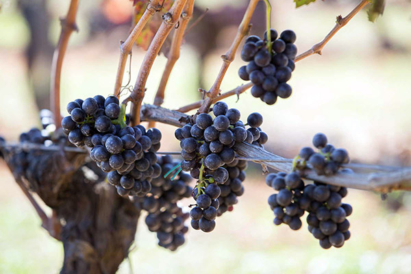 Grappoli di Magliocco nelle vigne Terre di Balbia