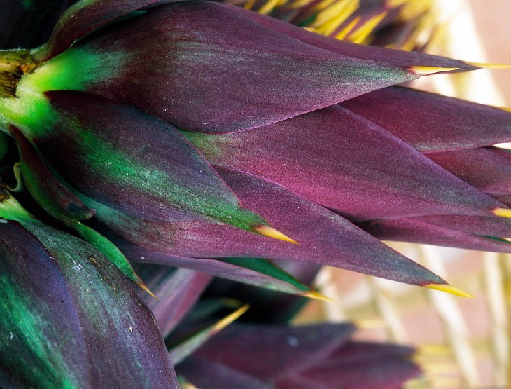 carciofo moretto di brisighella