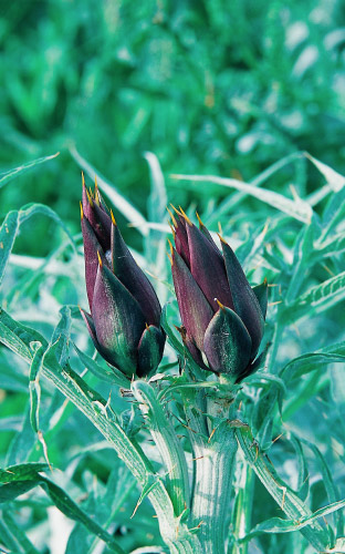 Due carciofi Moretti di Brisighella