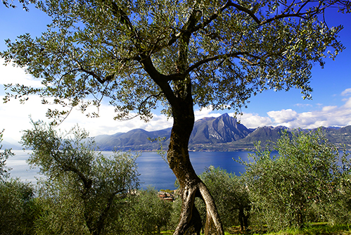 Scorcio degli oliveti di Paolo Bonomelli sul Lago di Garda