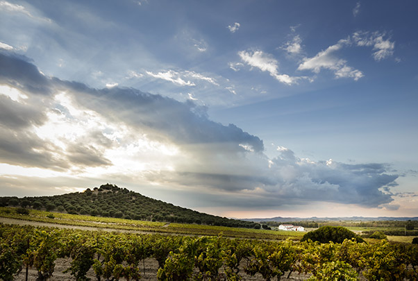 I vigneti della cantina Antonella Corda