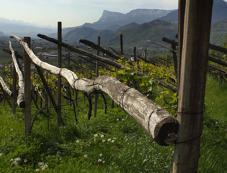 VIGNAIOLI DI MONTAGNA A BOLOGNA