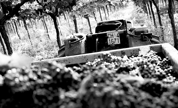 Il lavoro nei vigneti dell'azienda vinicola abruzzese Tollo