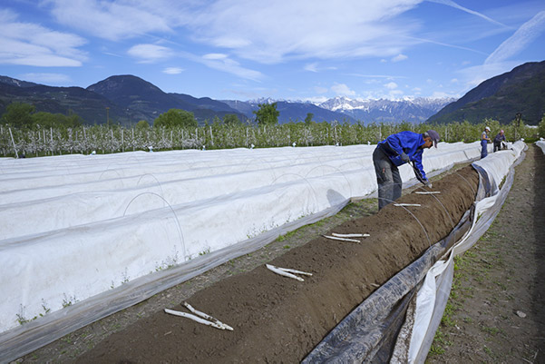 Gli agricoltori che raccolgono gli Asparagi Margarete di Terlano