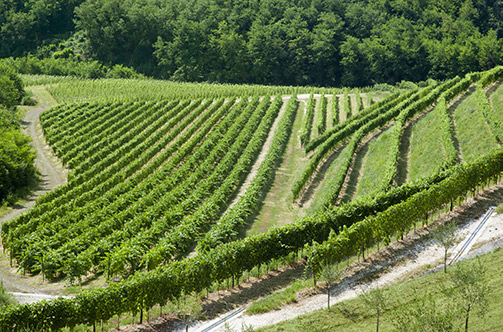 Alcuni dei vigneti Maculan