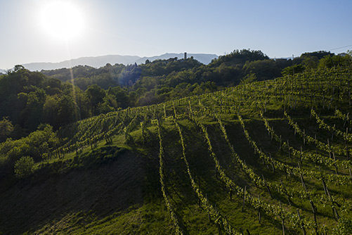 Le colline dell'Asolo Prosecco