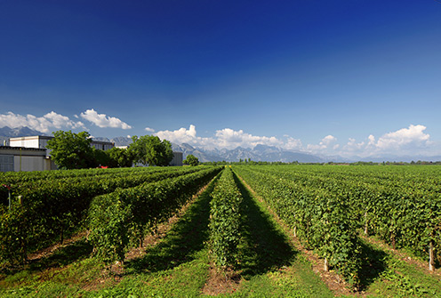 I vigneti dell'azienda Piera 1899