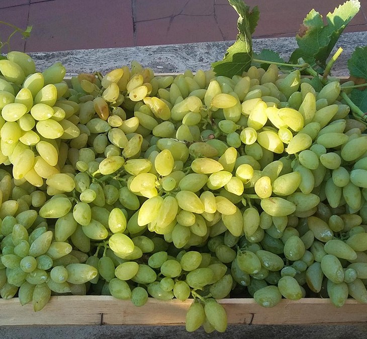 L’UVA PIZZUTELLO DI TIVOLI DIVENTA PRESIDIO SLOW FOOD