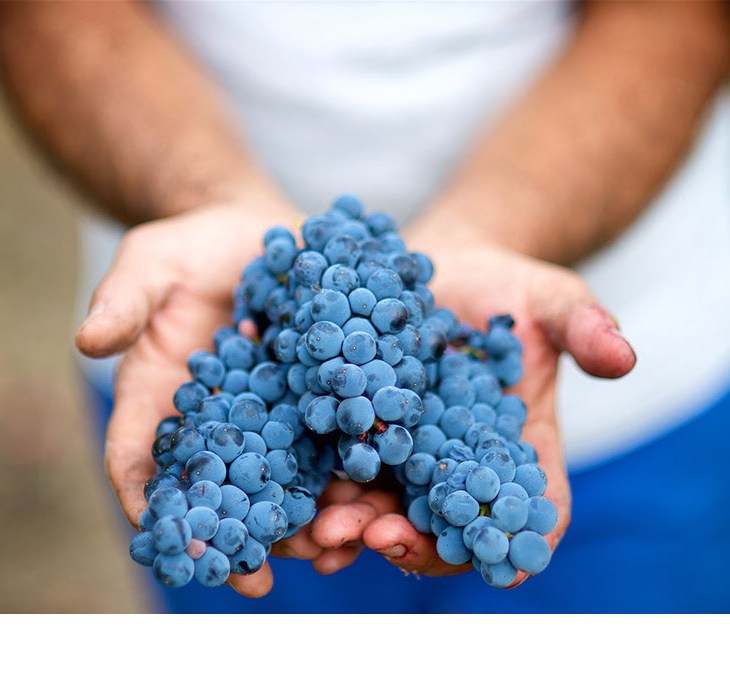 ALLE ORIGINI DELL’AGLIANICO CON IL VCR 421 ANTONIO MASTROBERARDINO