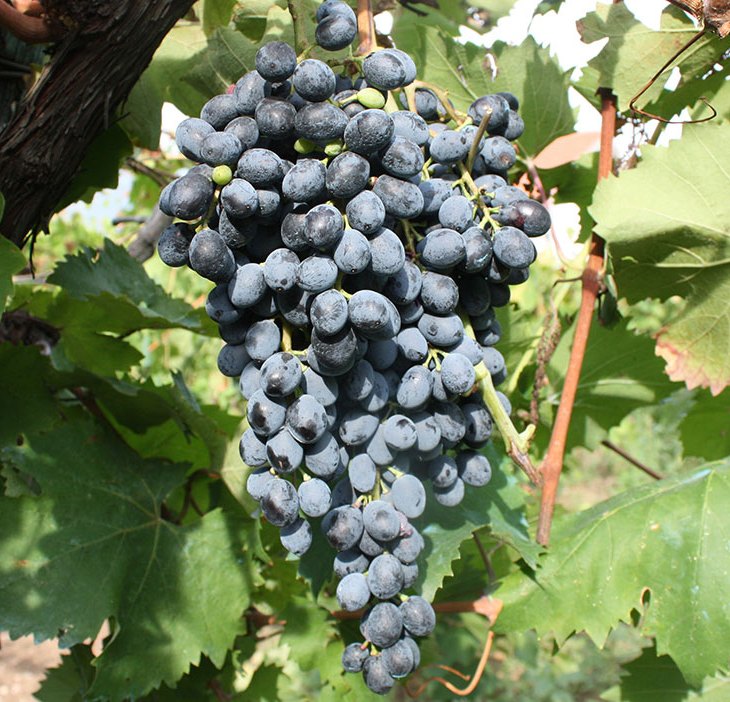 L'uva del vitigno Camaiola